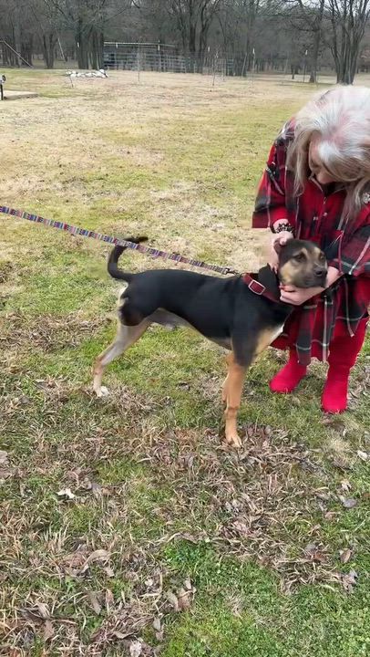 Enlarge Nubby the Tripod, a Adoptable mixed breed in Pilot Point, TX video 6/6