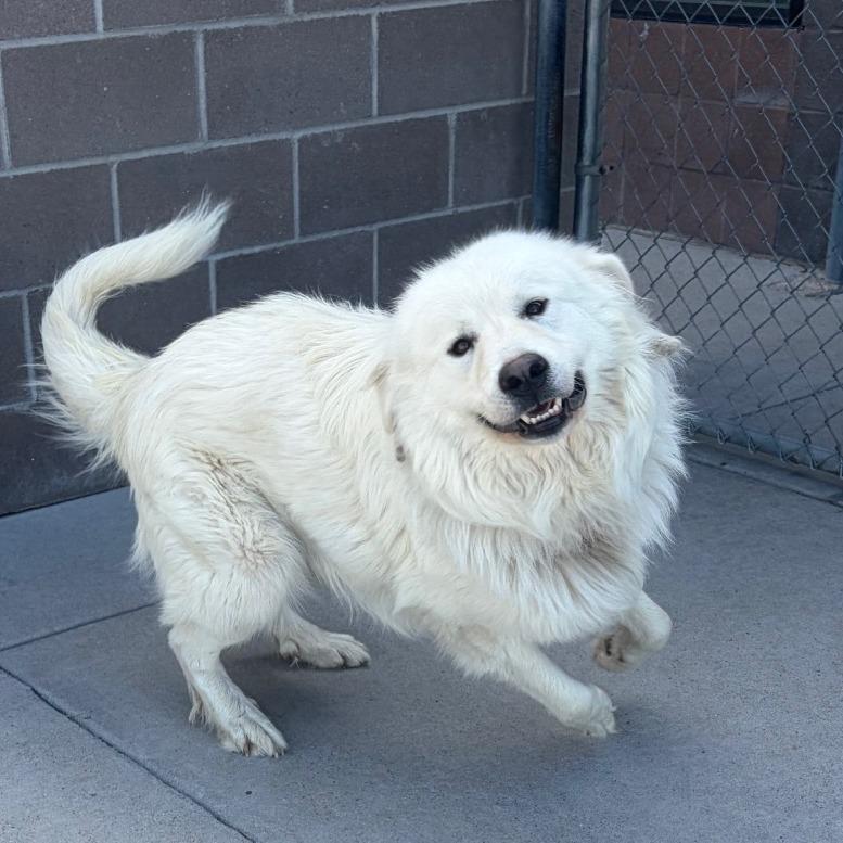 George, Adoptable, Adult Male Great Pyrenees.