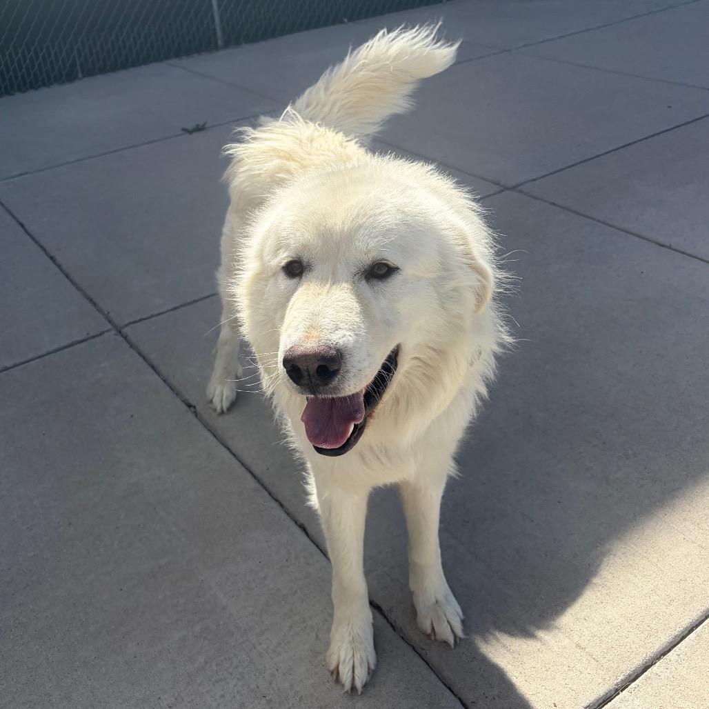 Enlarge George, a Adoptable Great Pyrenees in Cheyenne, WY image 2/6