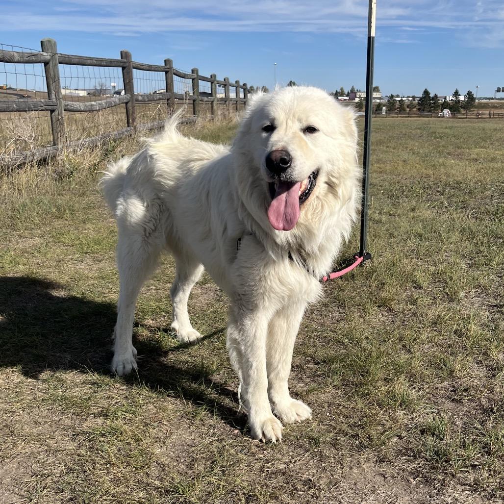Enlarge George, a Adoptable Great Pyrenees in Cheyenne, WY image 3/6