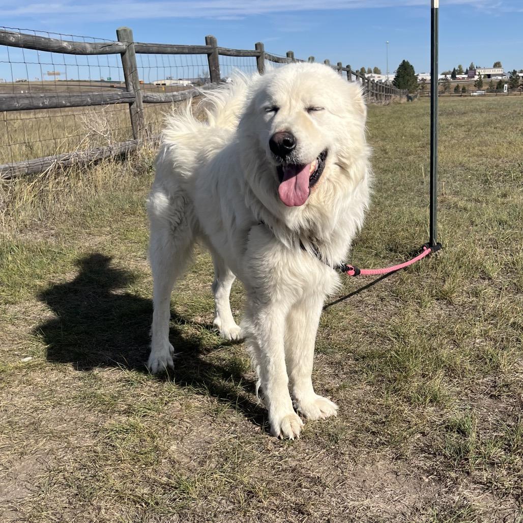 Enlarge George, a Adoptable Great Pyrenees in Cheyenne, WY image 4/6