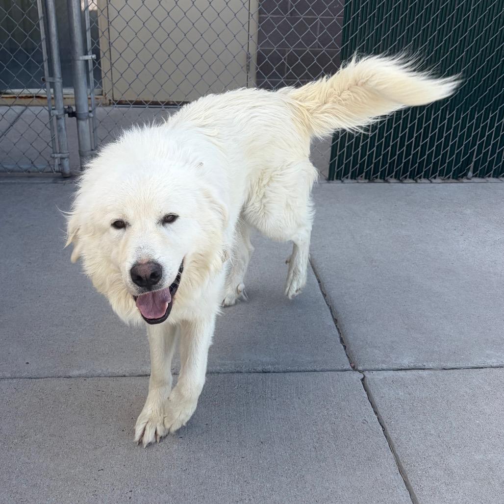 Enlarge George, a Adoptable Great Pyrenees in Cheyenne, WY image 5/6
