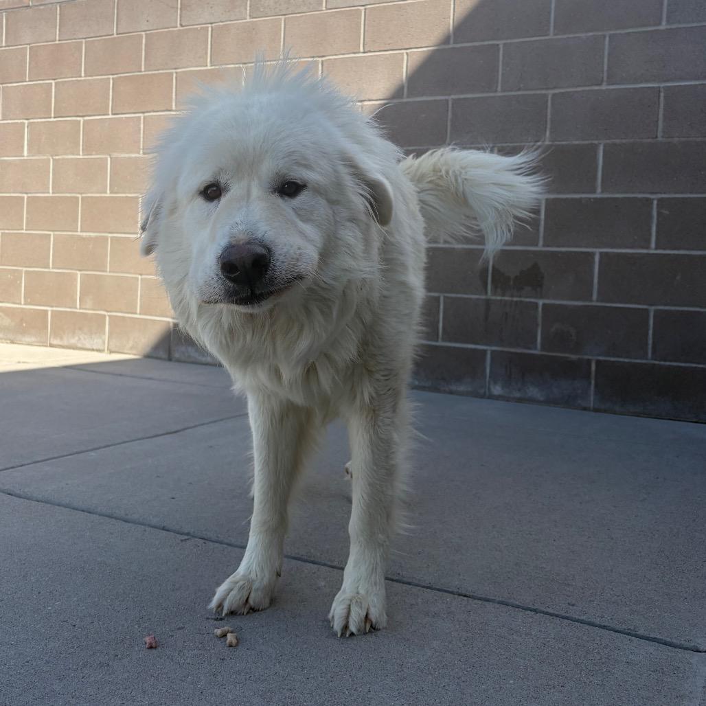 Enlarge George, a Adoptable Great Pyrenees in Cheyenne, WY image 6/6