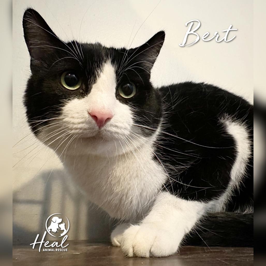 Bert, Adoptable, Adult Male Domestic Short Hair.