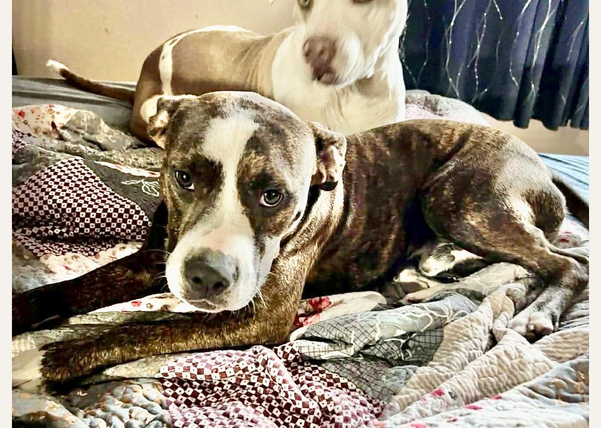 Tiger, Adoptable, Young Male Boxer.