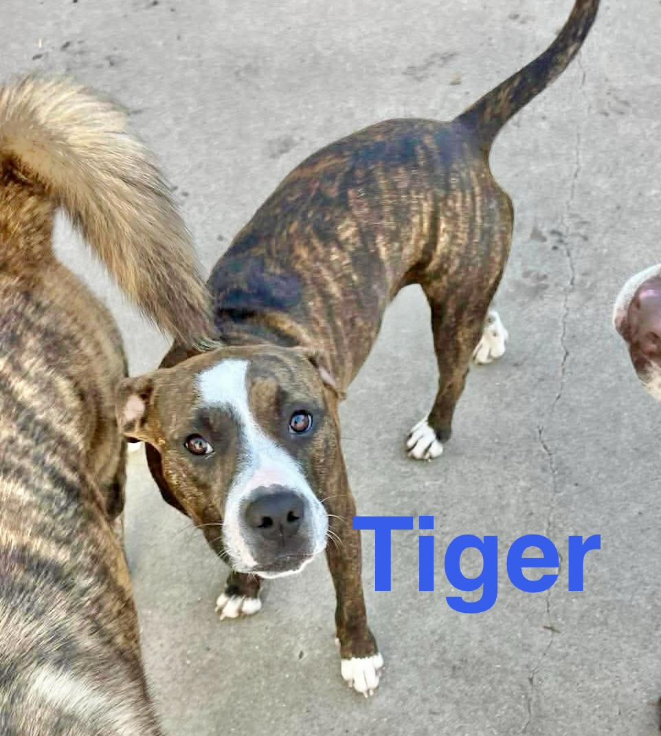 Enlarge Tiger, a Adoptable mixed breed in Eagan, MN image 6/6