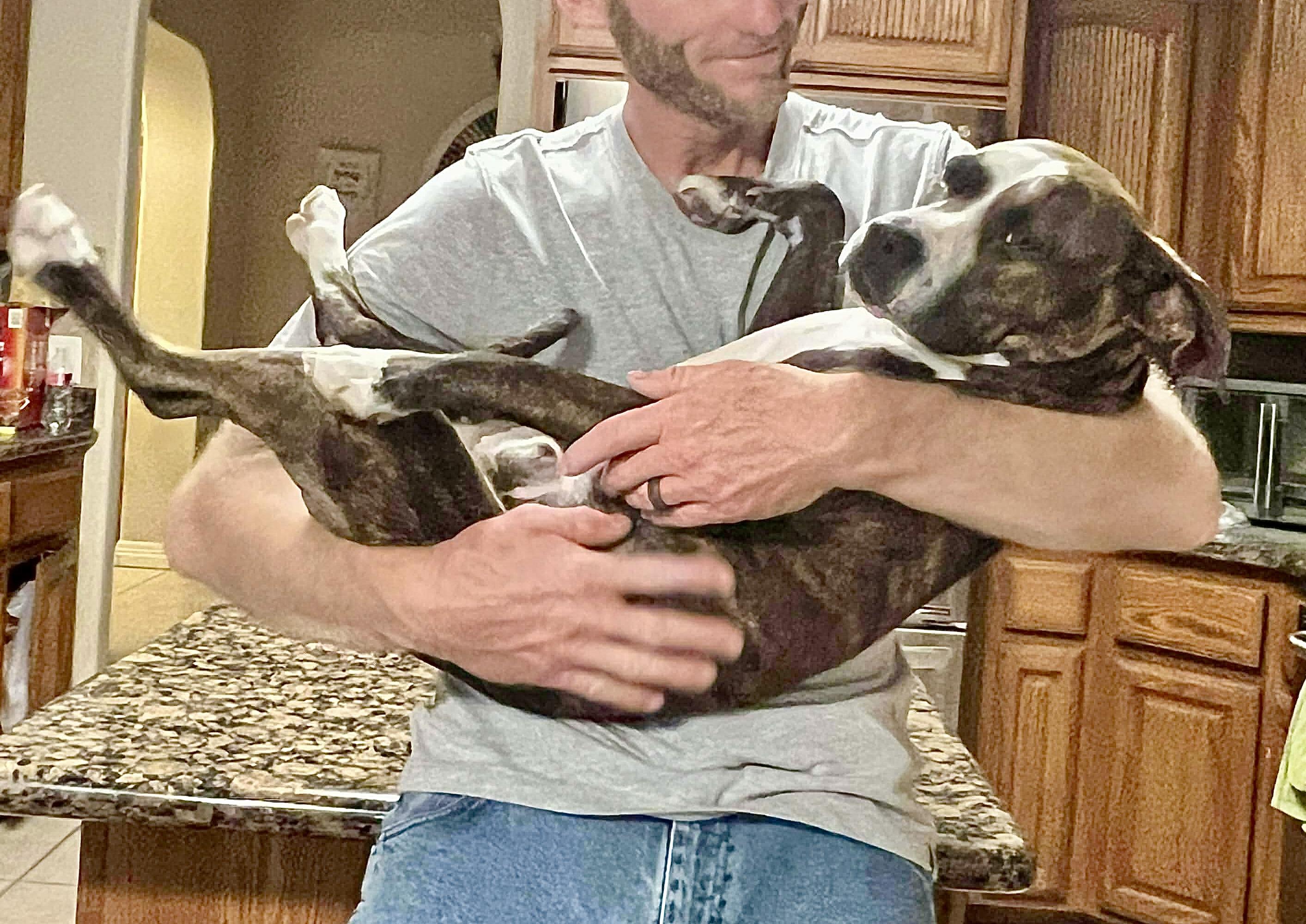 Enlarge Tiger, a Adoptable mixed breed in Eagan, MN image 4/6