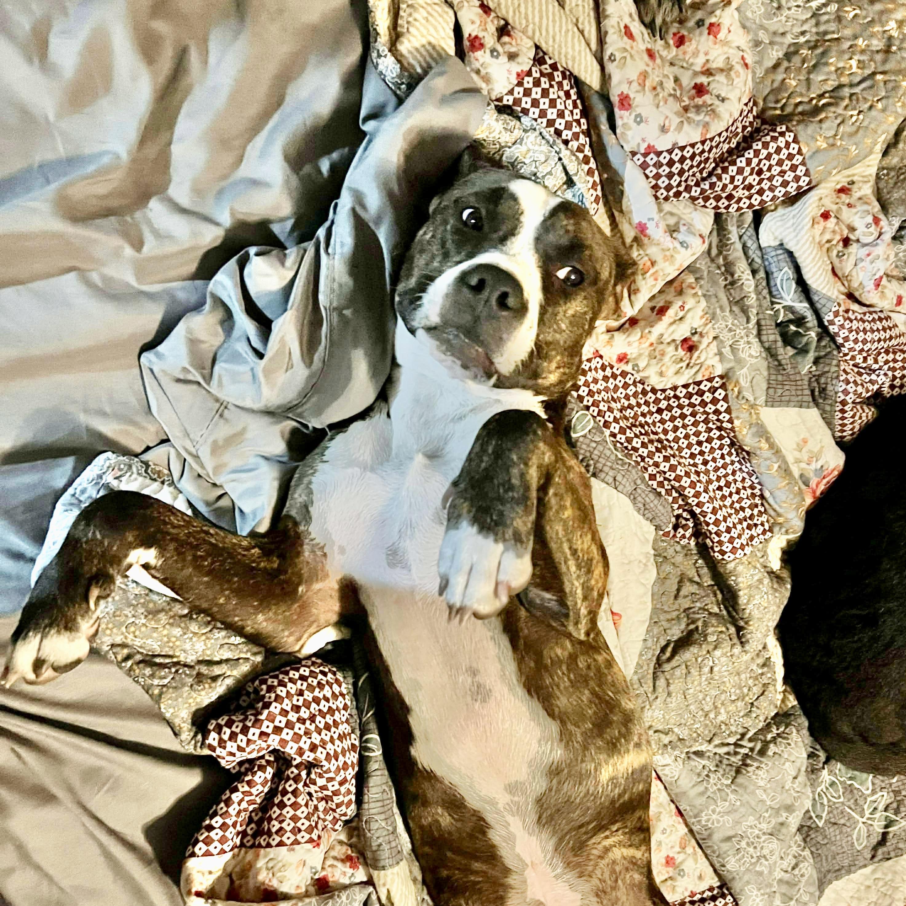 Enlarge Tiger, a Adoptable mixed breed in Eagan, MN image 3/6