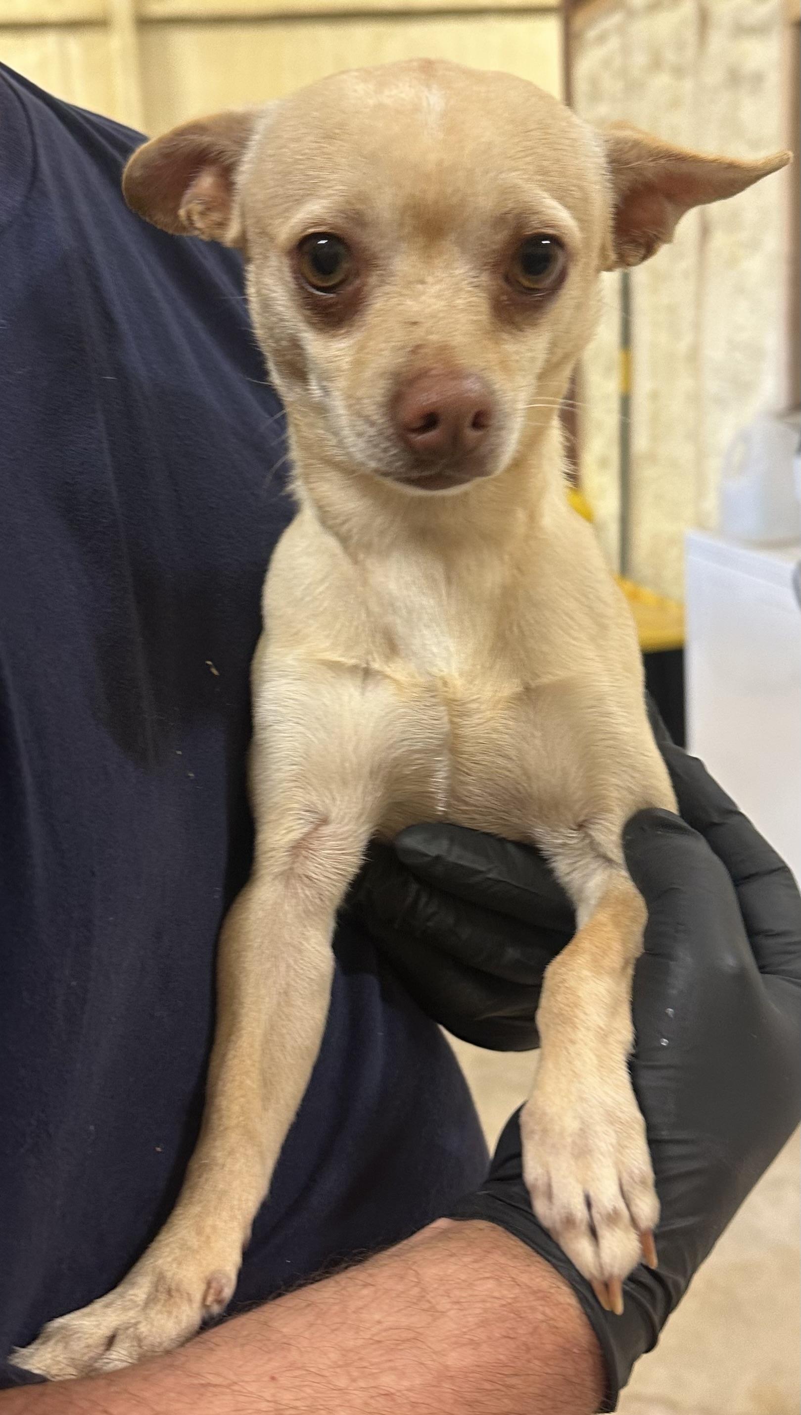 Jack, ADOPTABLE, Young Male Chihuahua.