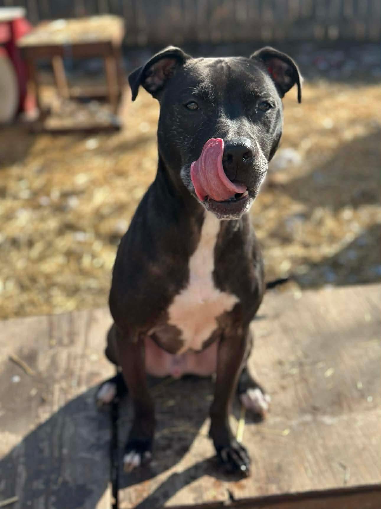 Enlarge Charlie, a Adoptable mixed breed in INDIANAPOLIS, IN image 4/6