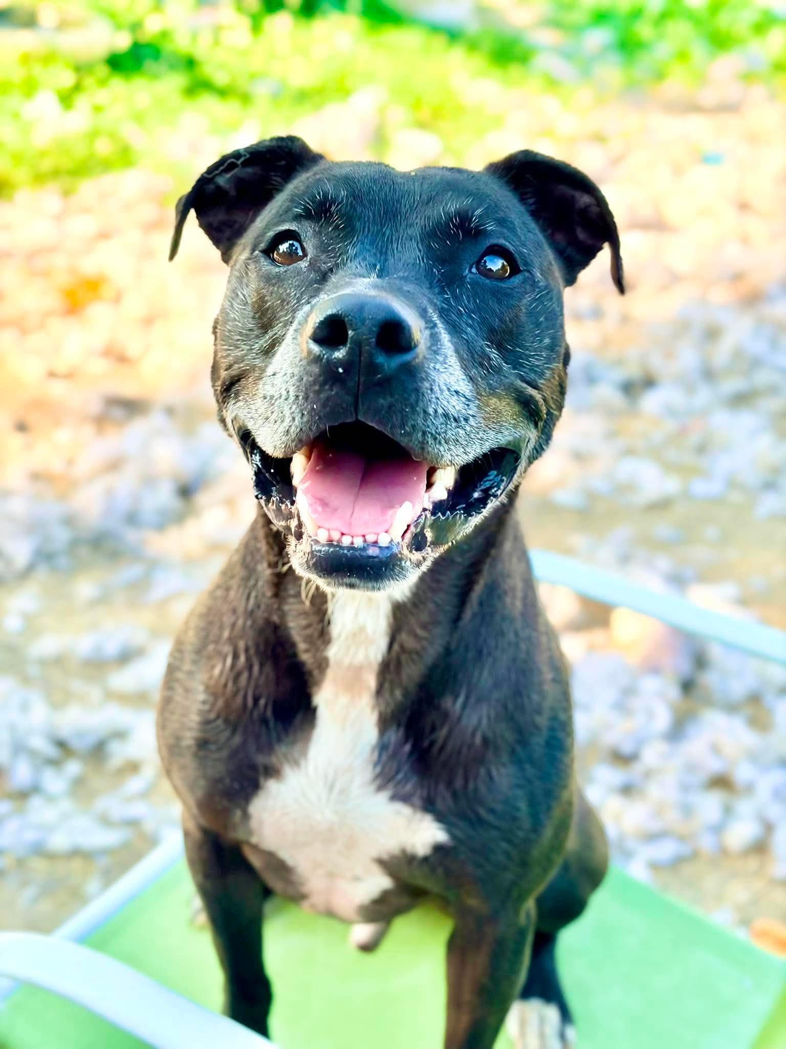 Charlie, Adoptable, Young Male Staffordshire Bull Terrier.