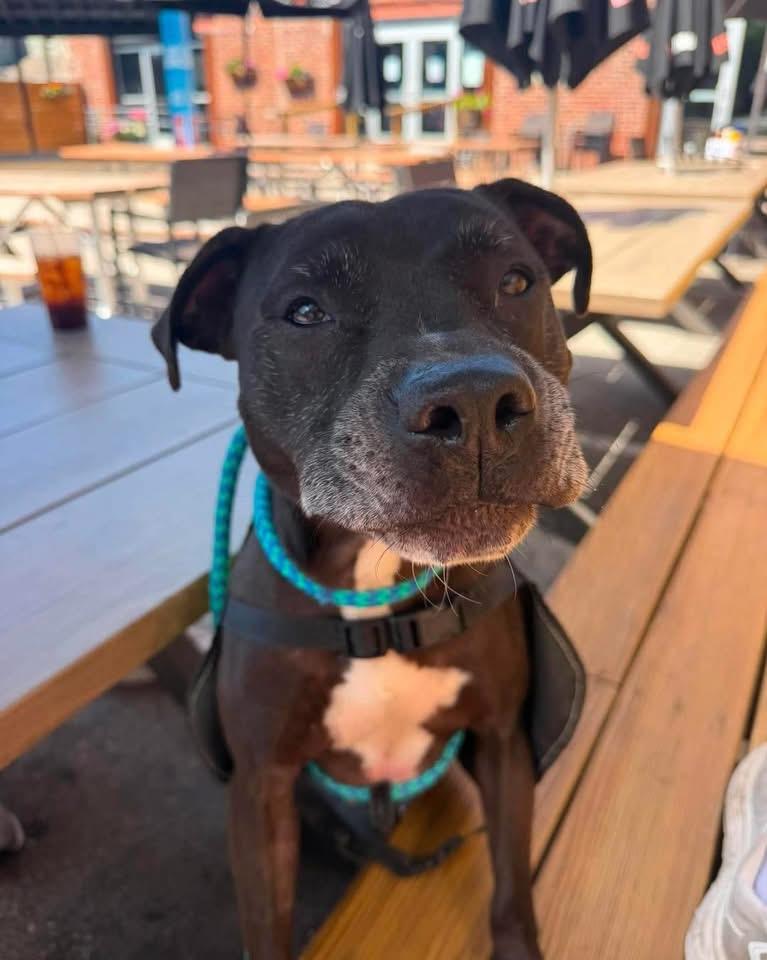Enlarge Charlie, a Adoptable mixed breed in INDIANAPOLIS, IN image 3/6