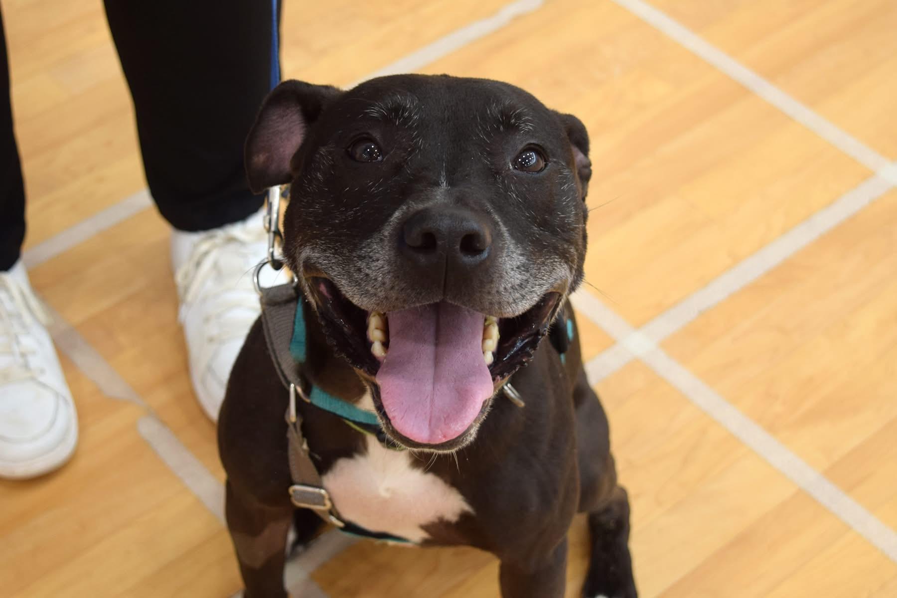 Enlarge Charlie, a Adoptable mixed breed in INDIANAPOLIS, IN image 5/6