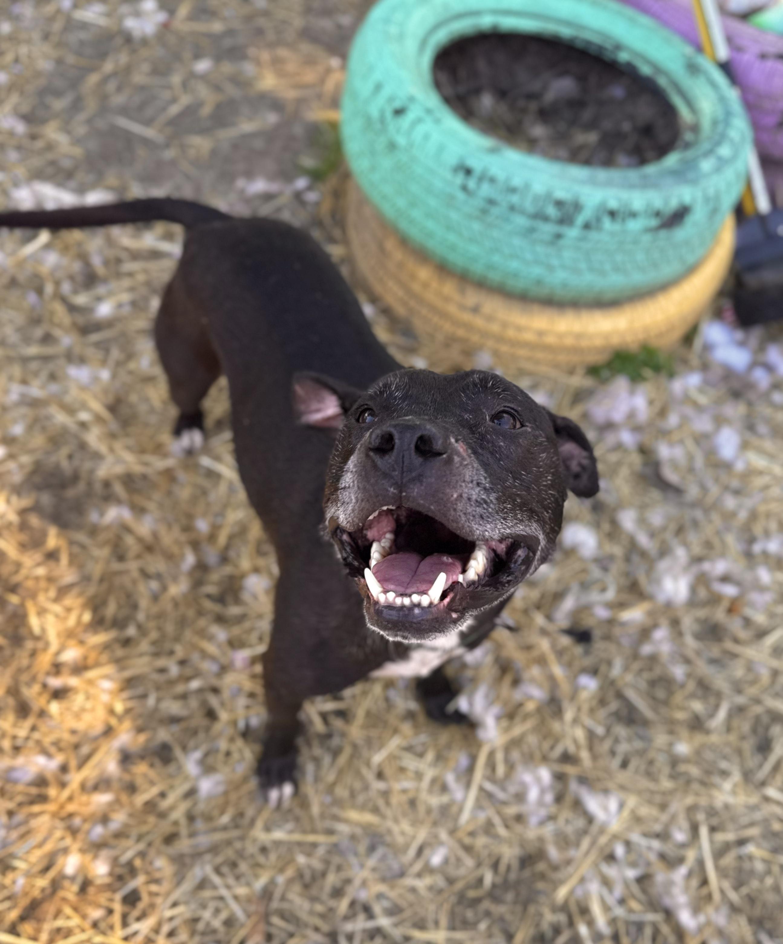 Enlarge Charlie, a Adoptable mixed breed in INDIANAPOLIS, IN image 2/6