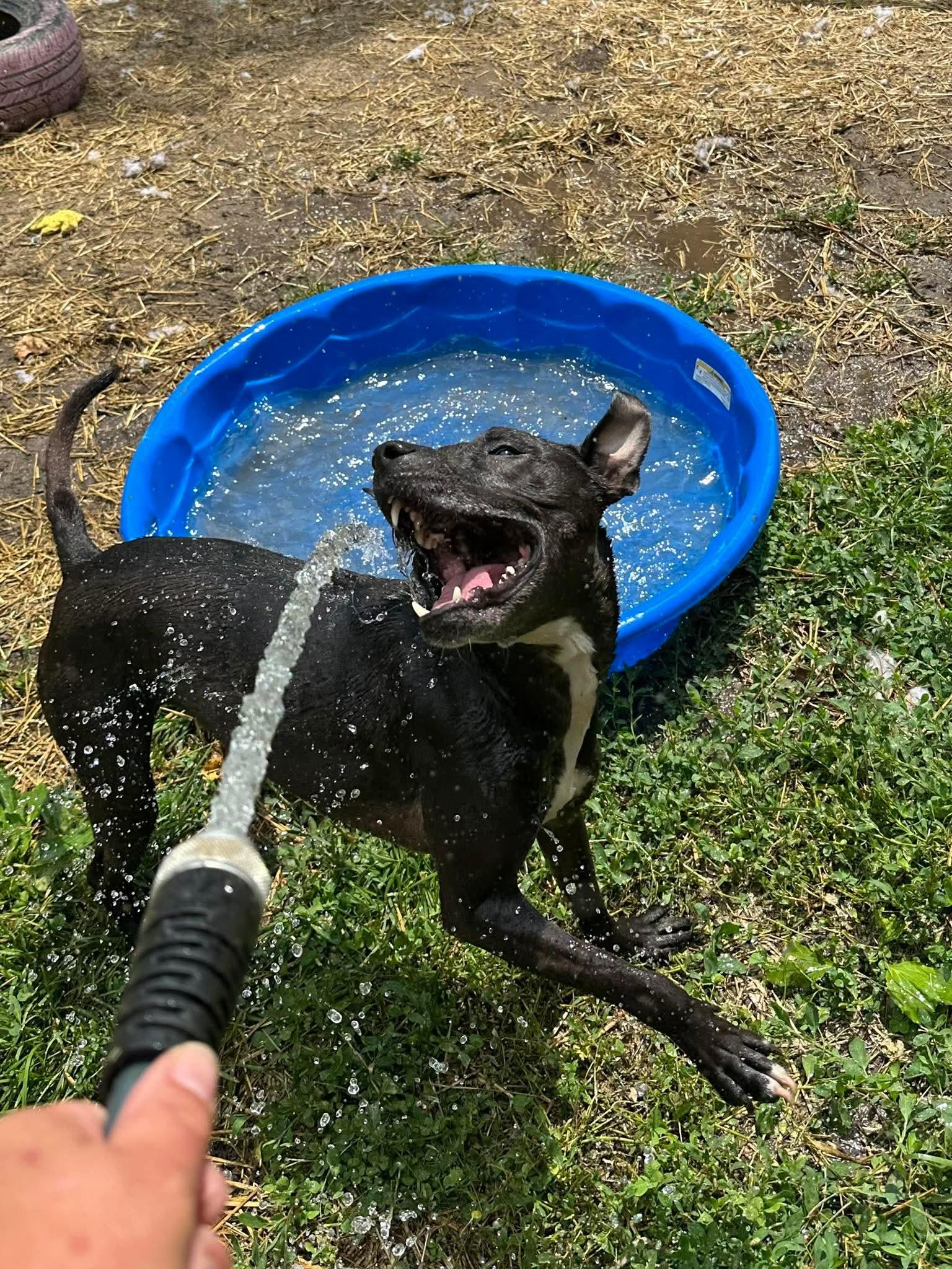 Enlarge Charlie, a Adoptable mixed breed in INDIANAPOLIS, IN image 6/6