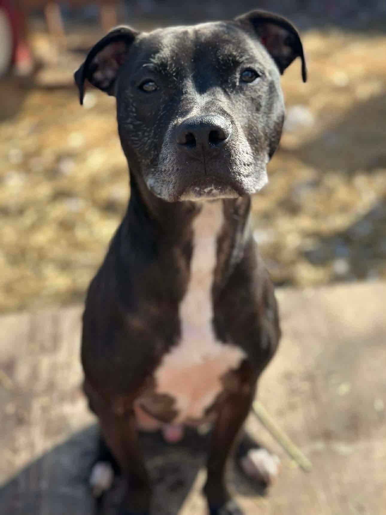 Enlarge Charlie, a Adoptable mixed breed in INDIANAPOLIS, IN image 3/6