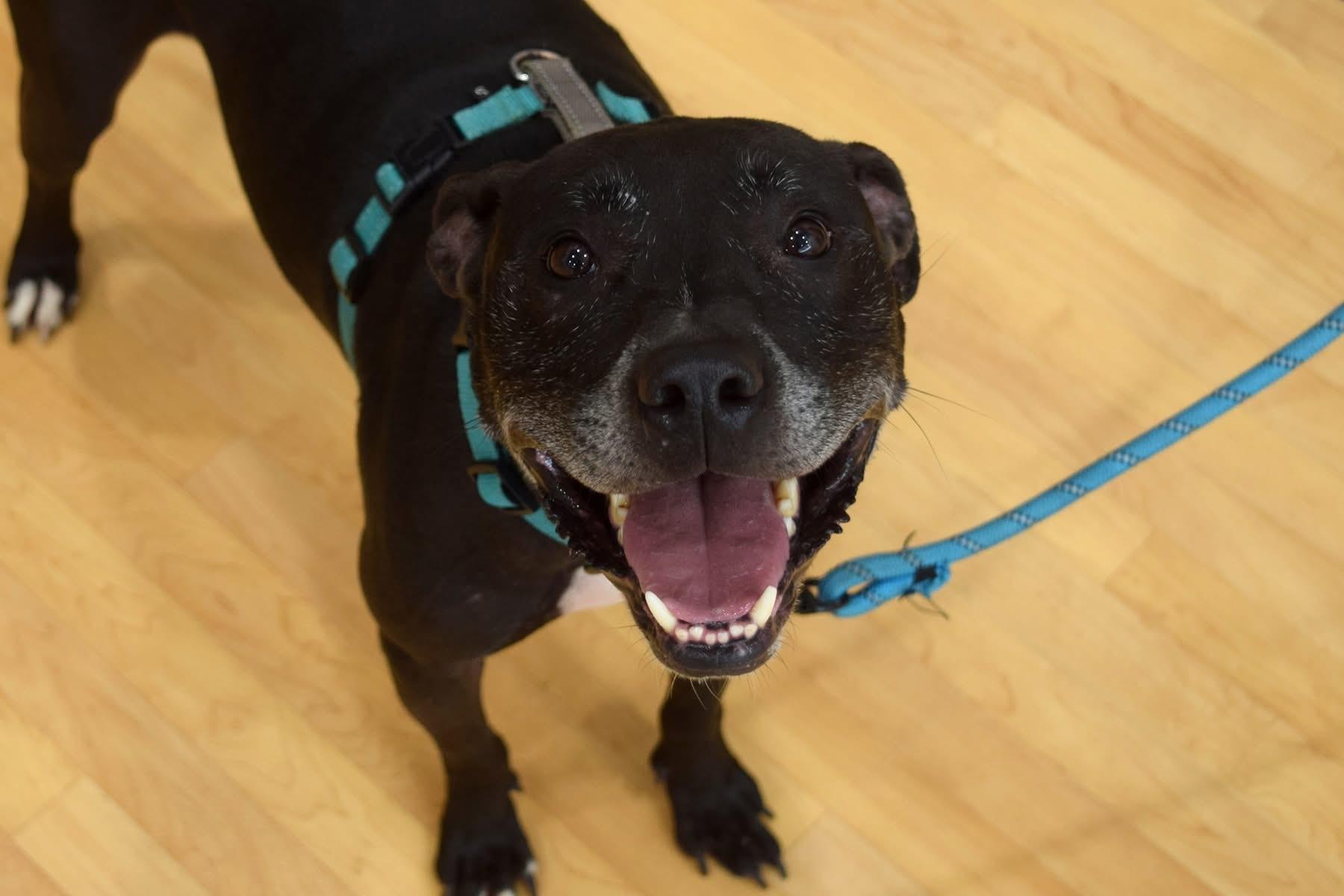 Enlarge Charlie, a Adoptable mixed breed in INDIANAPOLIS, IN image 6/6