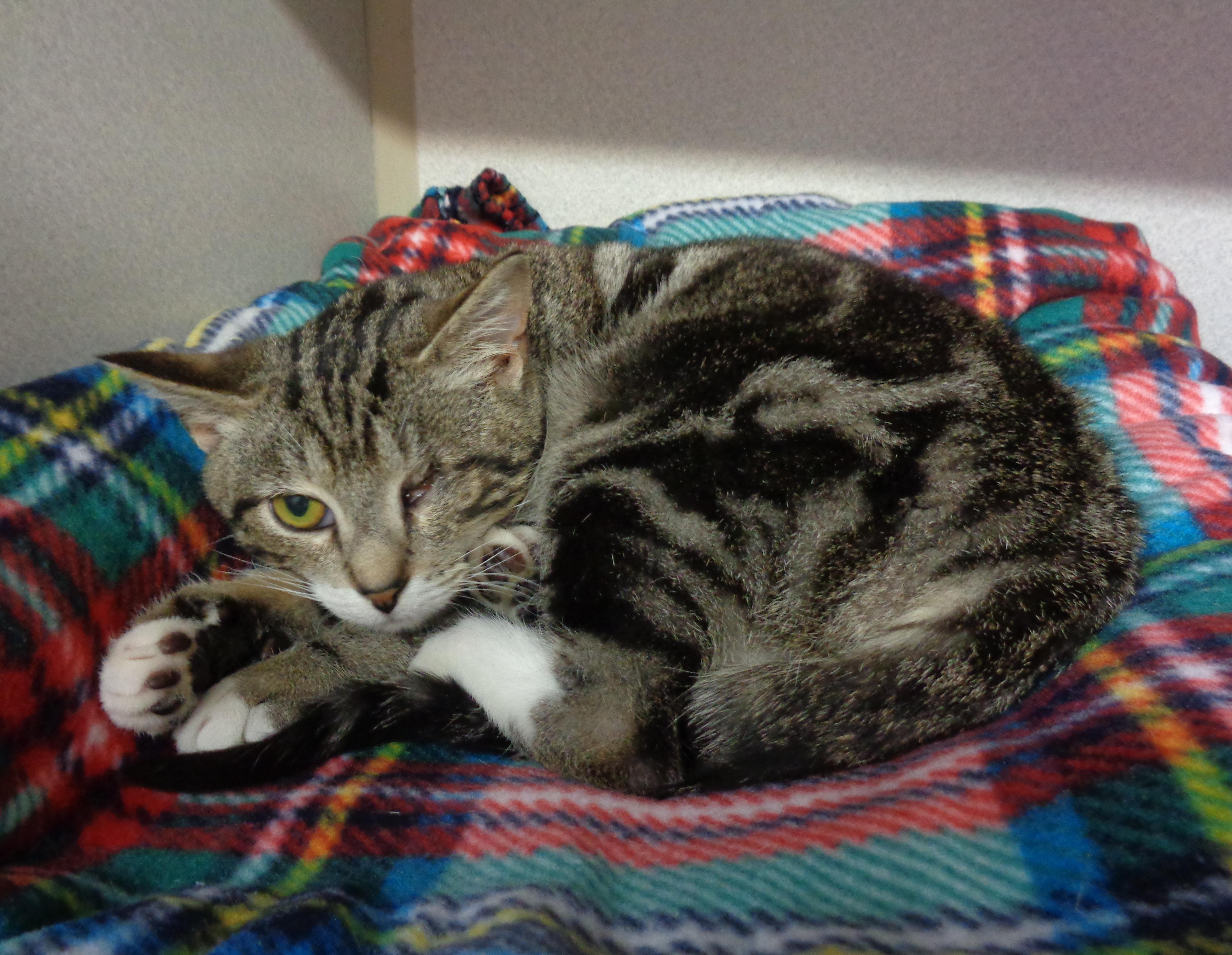 CUPID, a Adoptable Tabby in Delhi, NY image 2/6