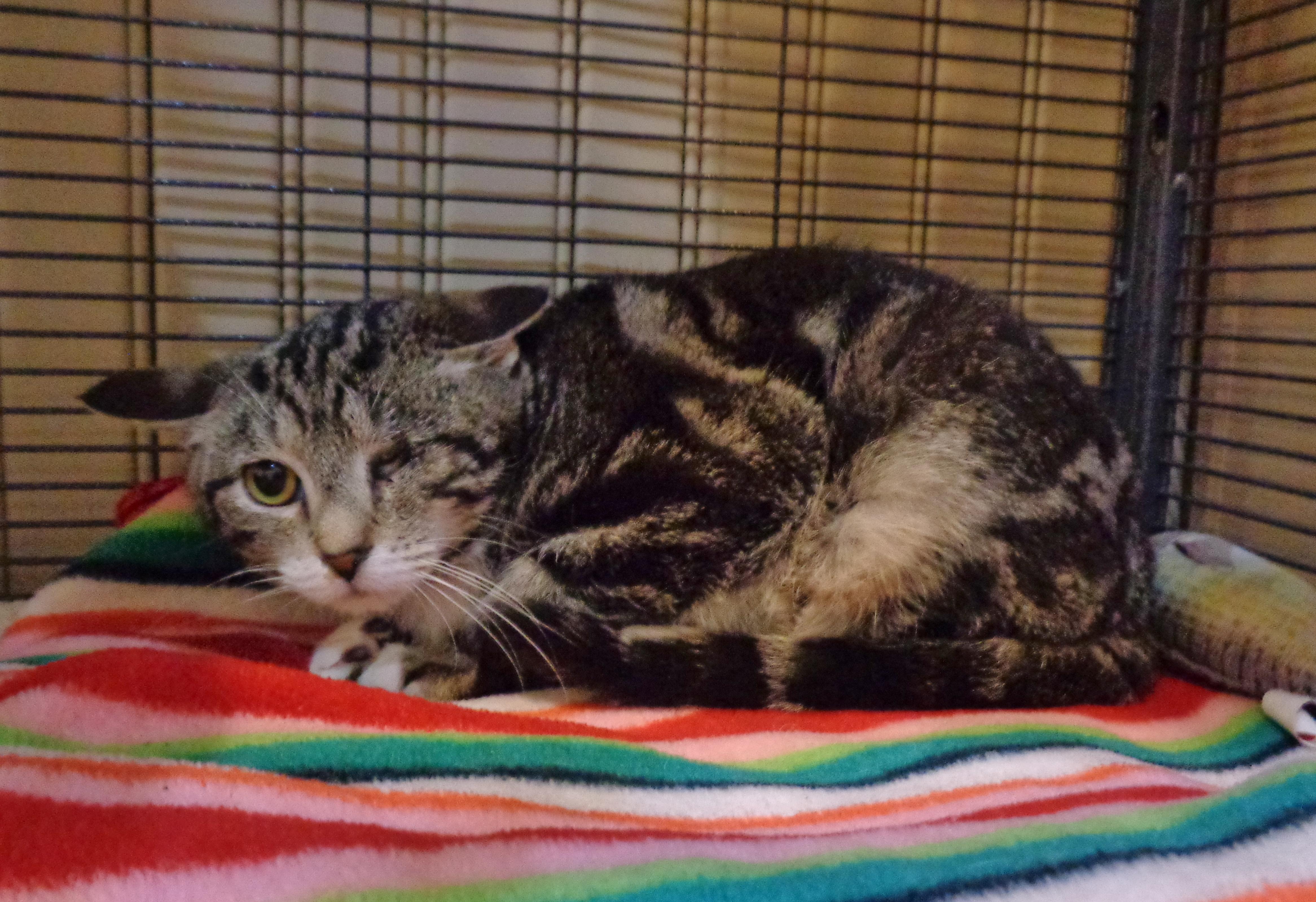 CUPID, a Adoptable Tabby in Delhi, NY image 3/6