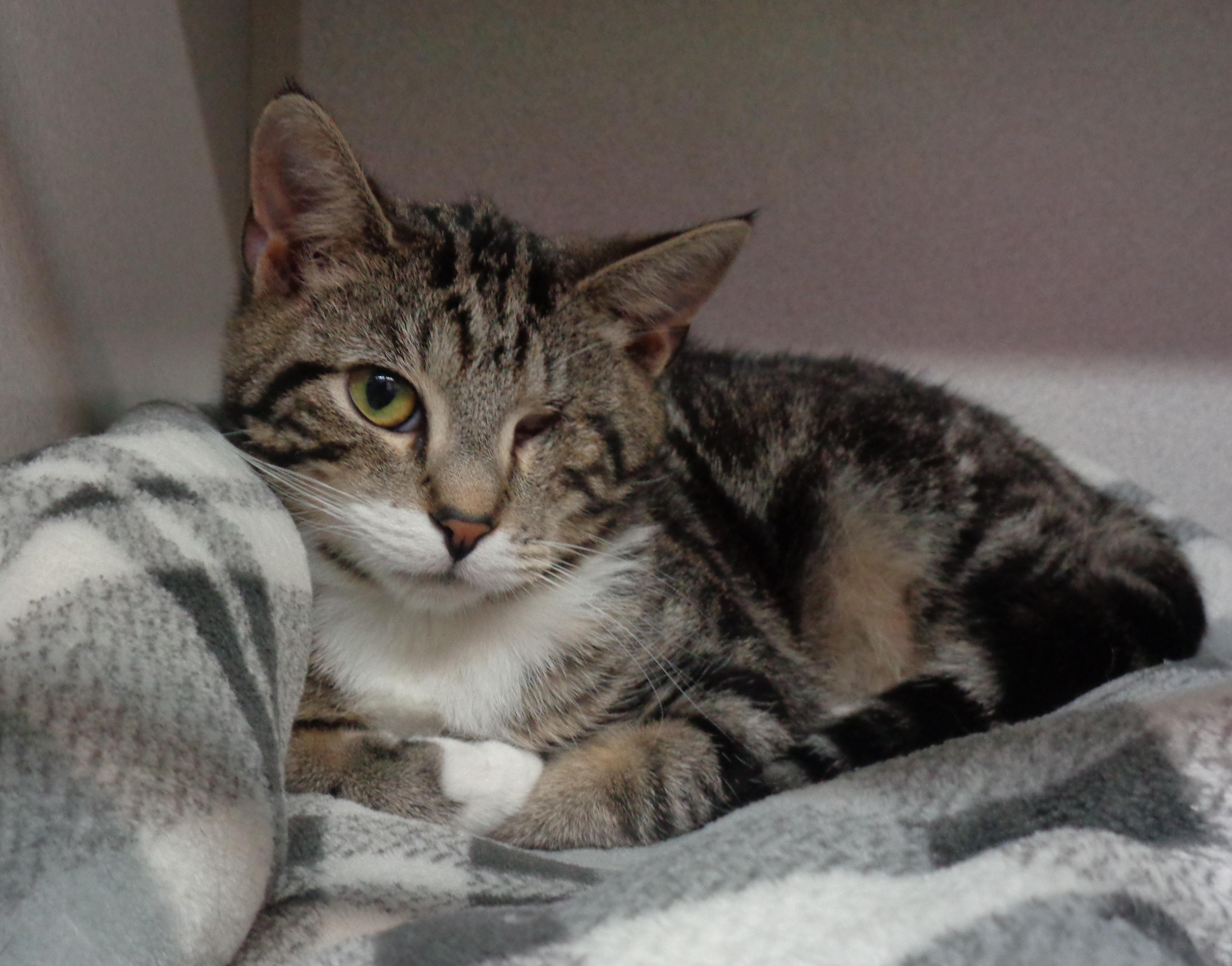 CUPID, Baby Male Tabby