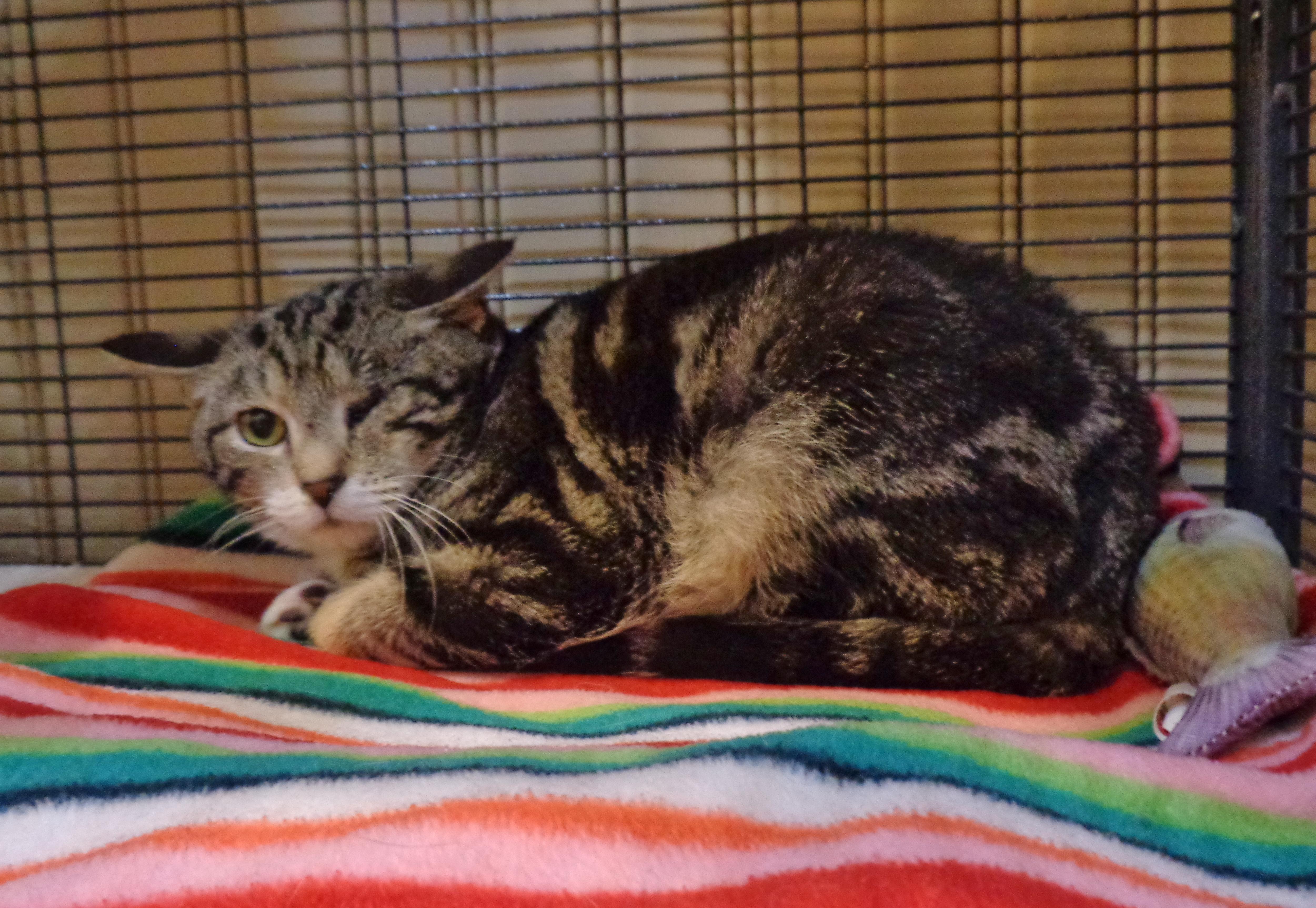 CUPID, a Adoptable Tabby in Delhi, NY image 4/6