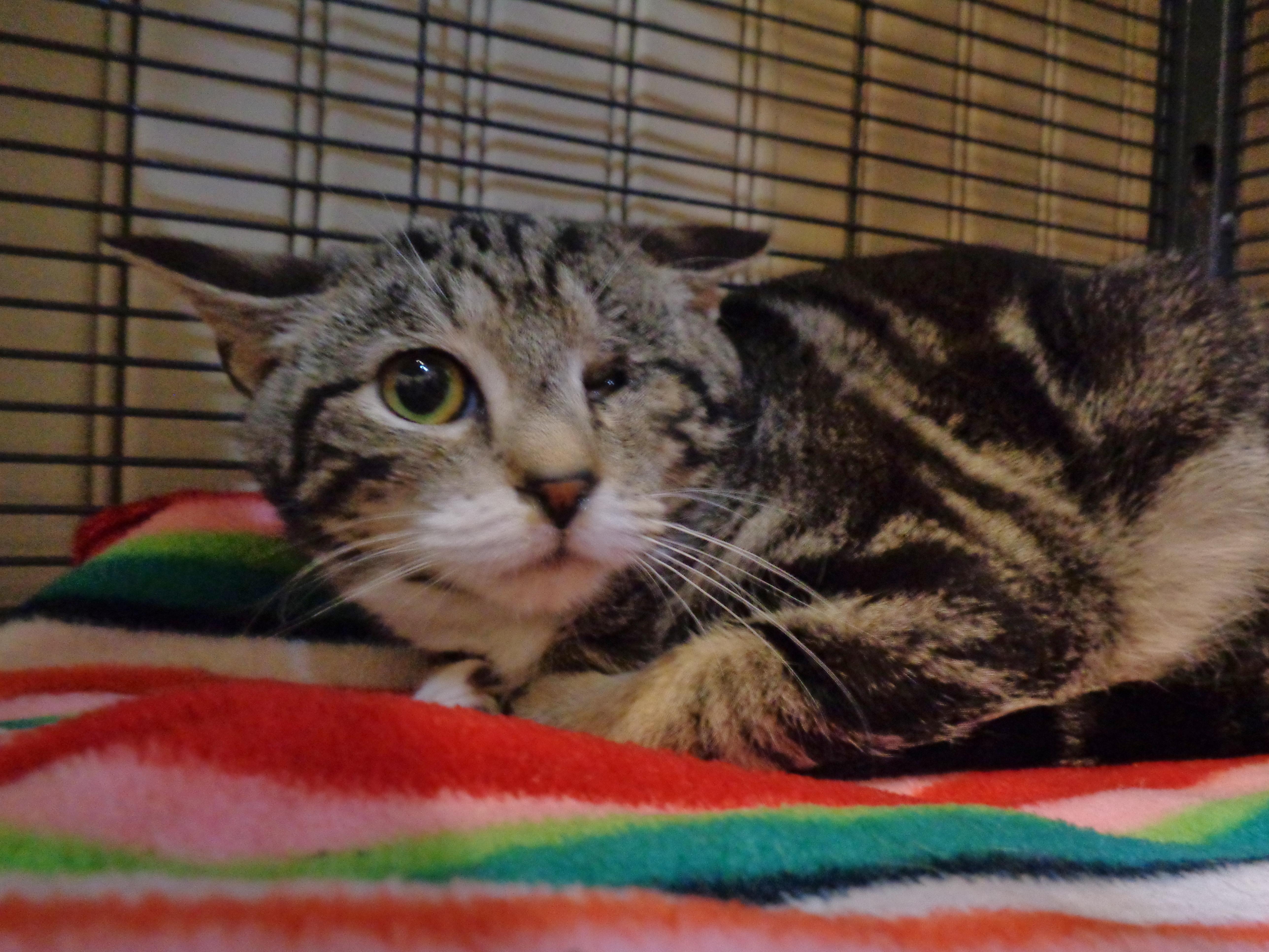 CUPID, a Adoptable Tabby in Delhi, NY image 5/6