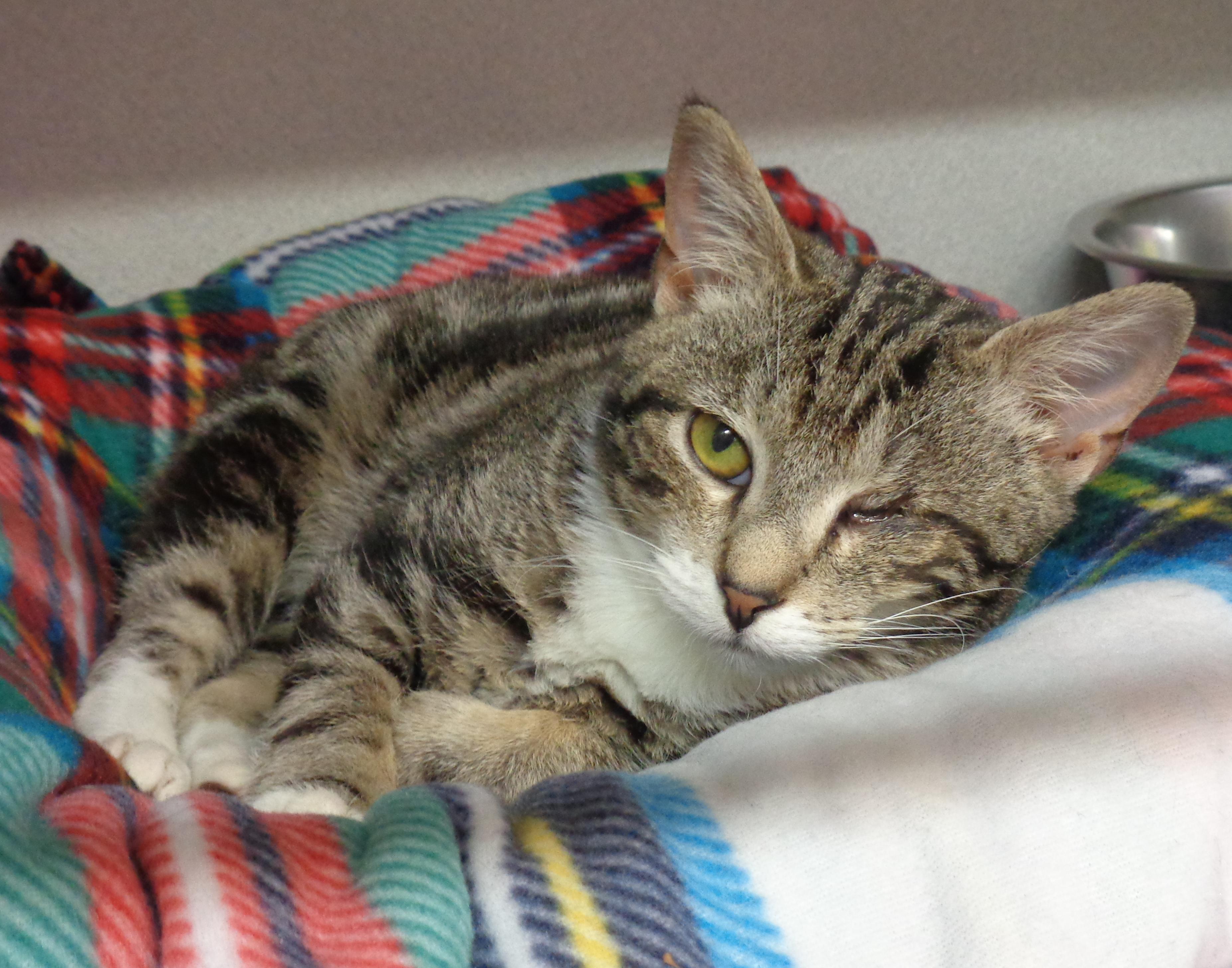 CUPID, a Adoptable Tabby in Delhi, NY image 6/6