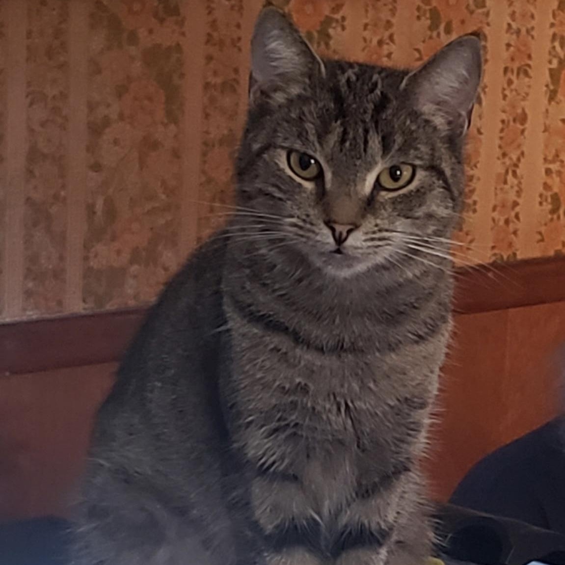 Cindy, Adoptable, Young Female Domestic Short Hair.