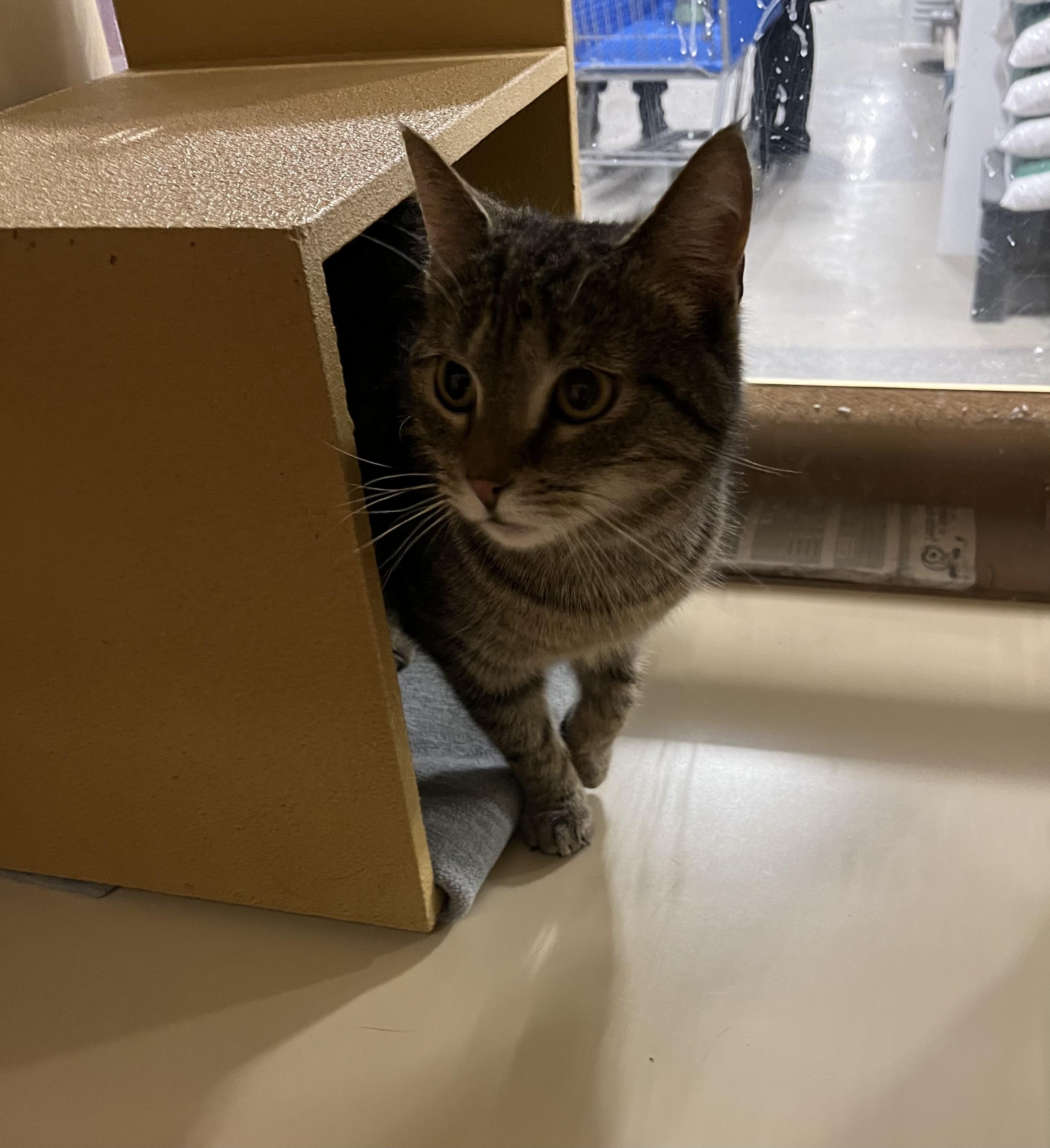 Cindy, Adoptable, Young Female Domestic Short Hair.