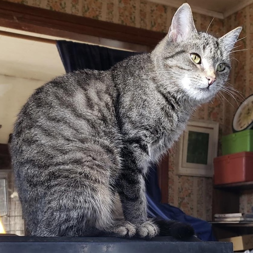 Enlarge Cindy, a Adoptable Domestic Short Hair in Cortland, NY image 2/2