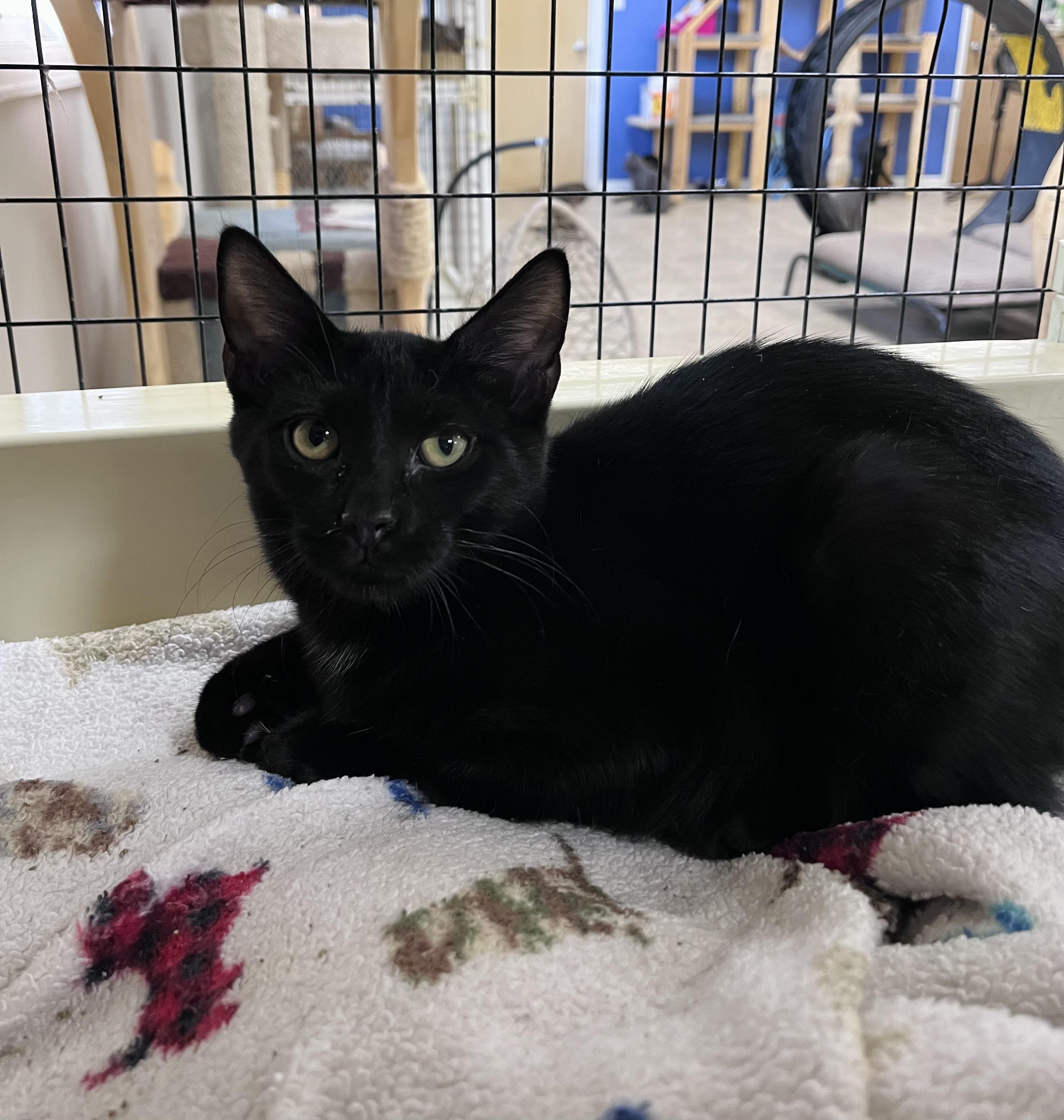 Enlarge Mark, a Adoptable Domestic Short Hair in Toledo, OH image 1/1