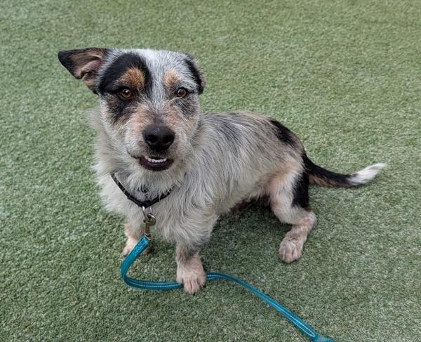 Enlarge Blue, a Adoptable mixed breed in Oceanside, CA image 1/3