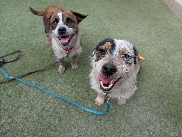 Enlarge Blue, a Adoptable mixed breed in Oceanside, CA image 2/3