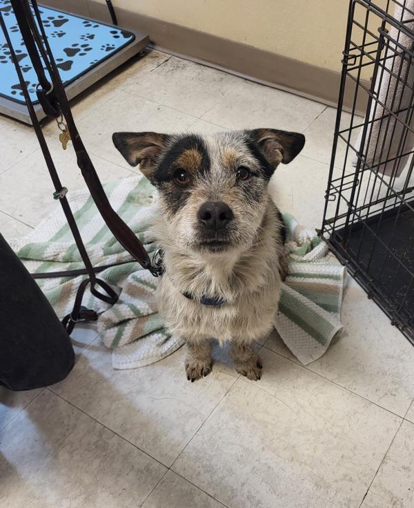 Enlarge Blue, a Adoptable mixed breed in Oceanside, CA image 3/3