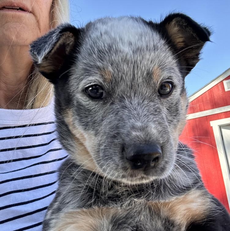 ONYX , adopted, Puppy Male Australian Cattle Dog / Blue Heeler.