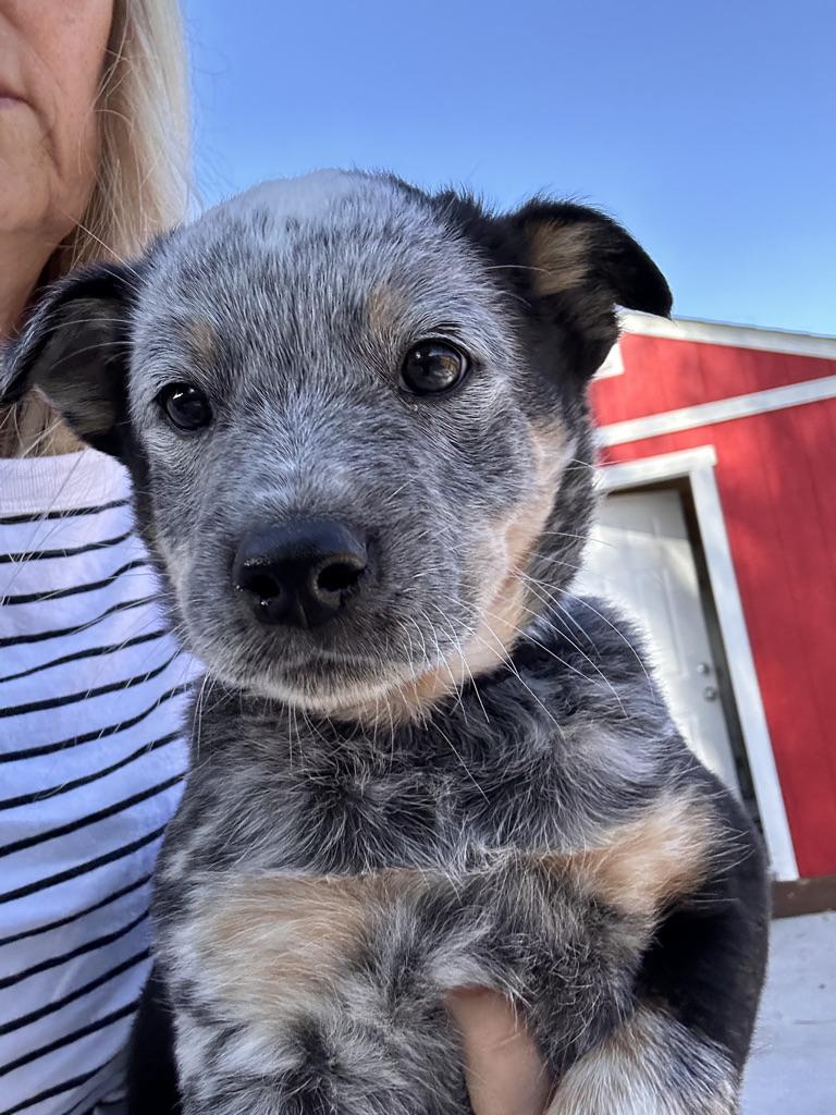Enlarge ONYX , an adopted Australian Cattle Dog / Blue Heeler in Arroyo Grande, CA image 2/5
