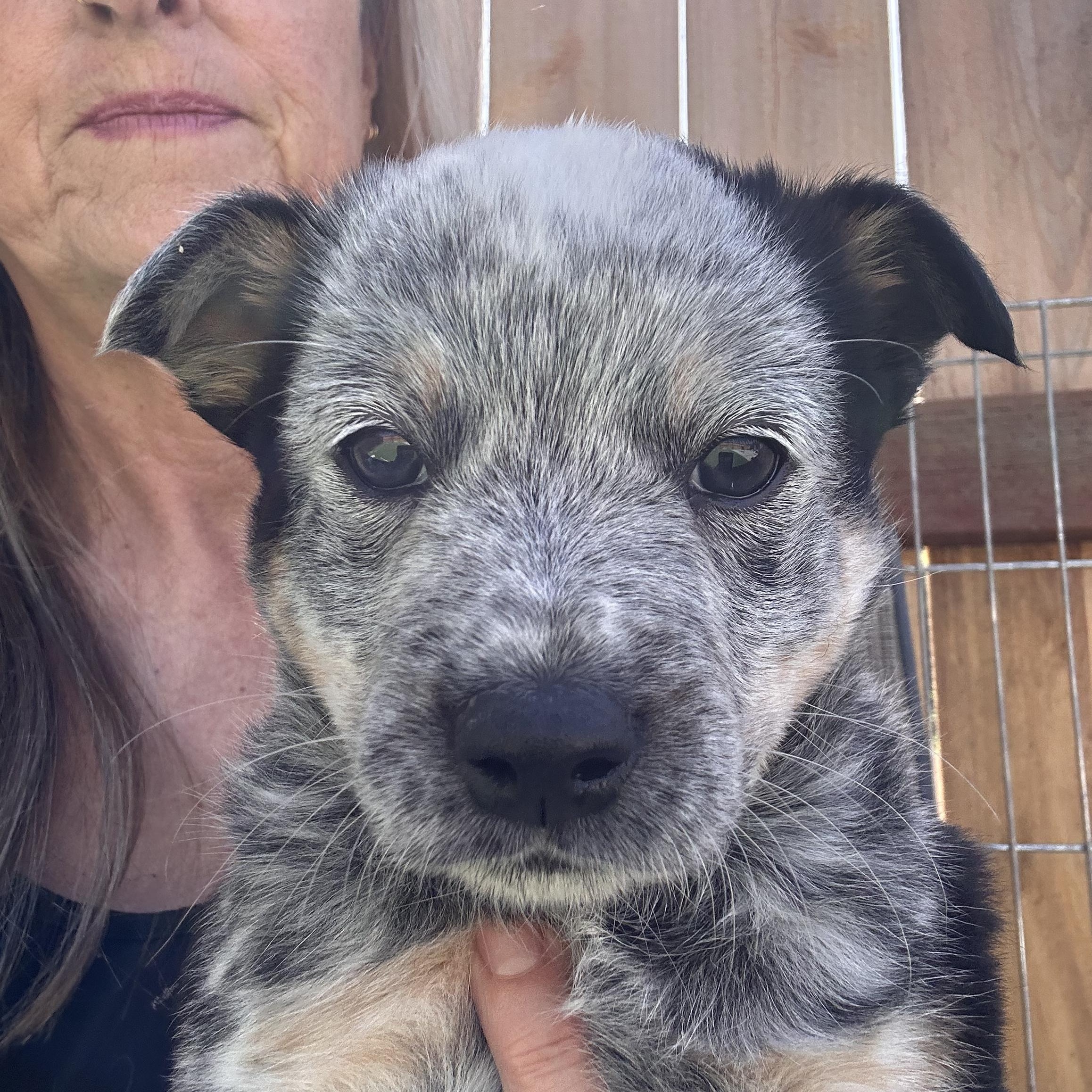 Enlarge ONYX , an adopted Australian Cattle Dog / Blue Heeler in Arroyo Grande, CA image 4/5
