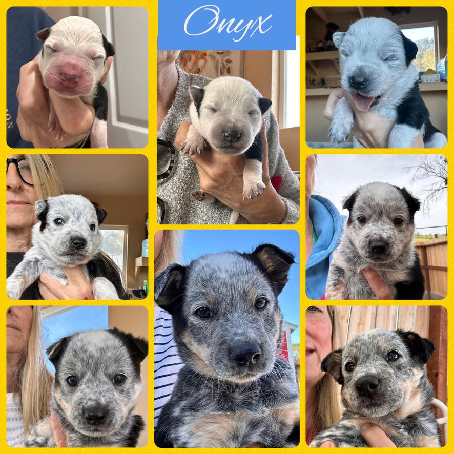 Enlarge ONYX , an adopted Australian Cattle Dog / Blue Heeler in Arroyo Grande, CA image 3/5