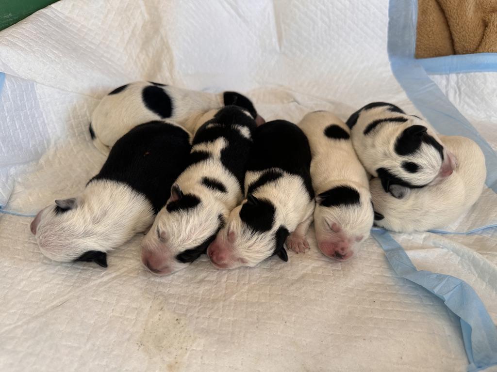 GEMSTONE PUPPIES, ADOPTABLE, Puppy Female Australian Cattle Dog / Blue Heeler.