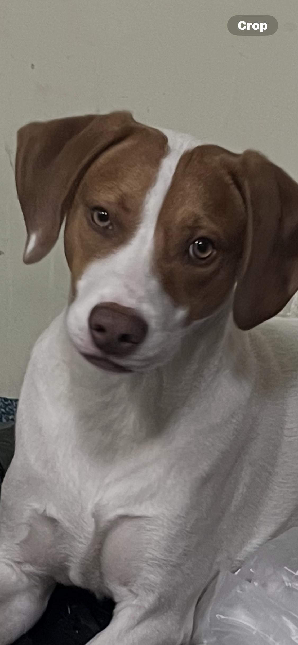 Roy, Adopted, Young Male Jack Russell Terrier & English Springer Spaniel.