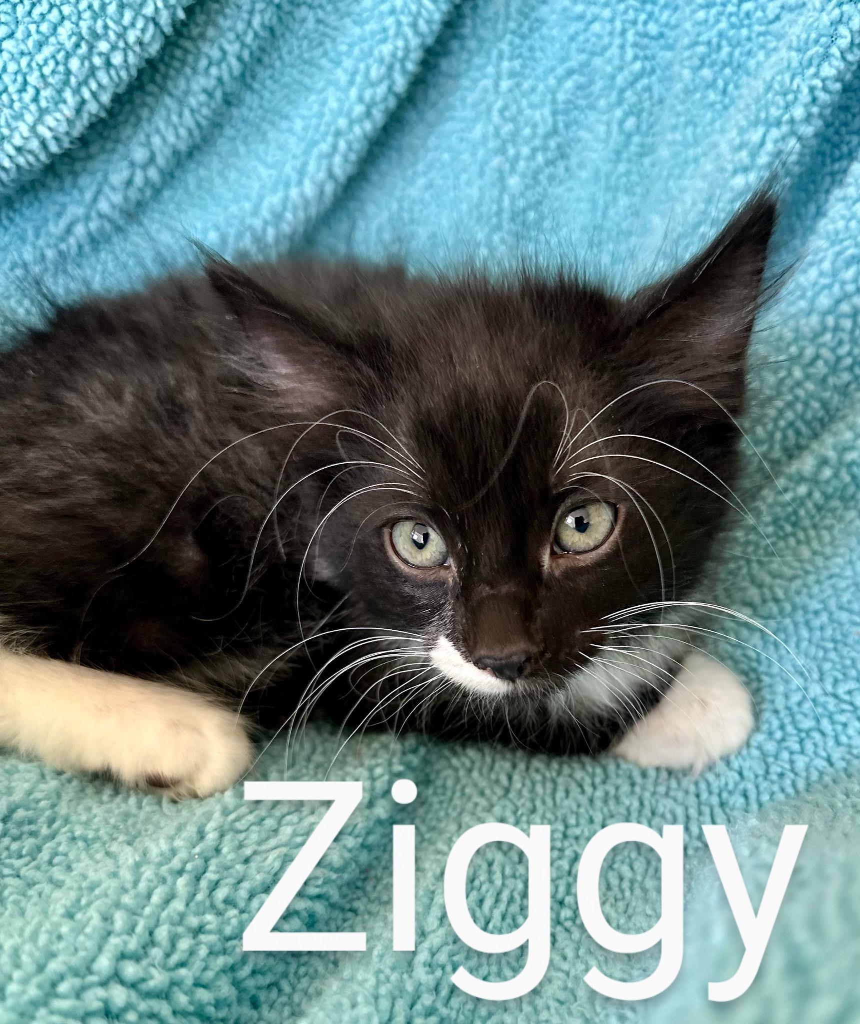 Ziggy