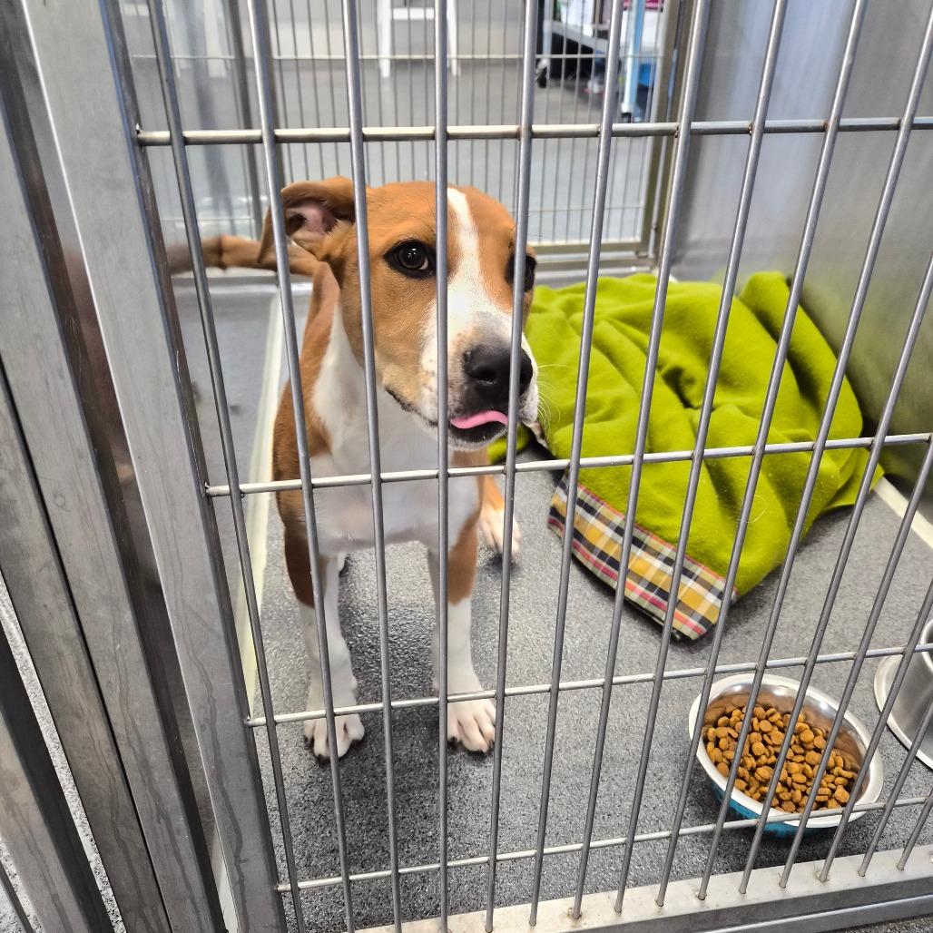 Gumbo, Adoptable, Young Male Terrier.