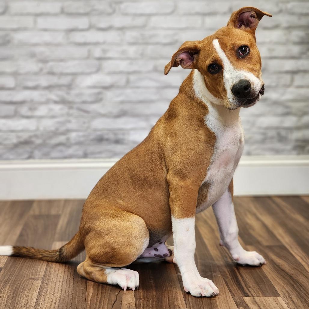 Enlarge Gumbo, a Adoptable Terrier in Montgomery, AL image 2/3
