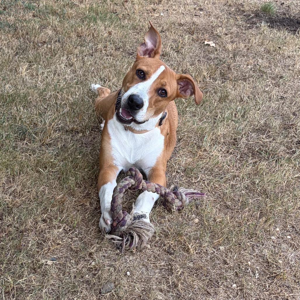 Enlarge Gumbo, a Adoptable Terrier in Montgomery, AL image 3/3