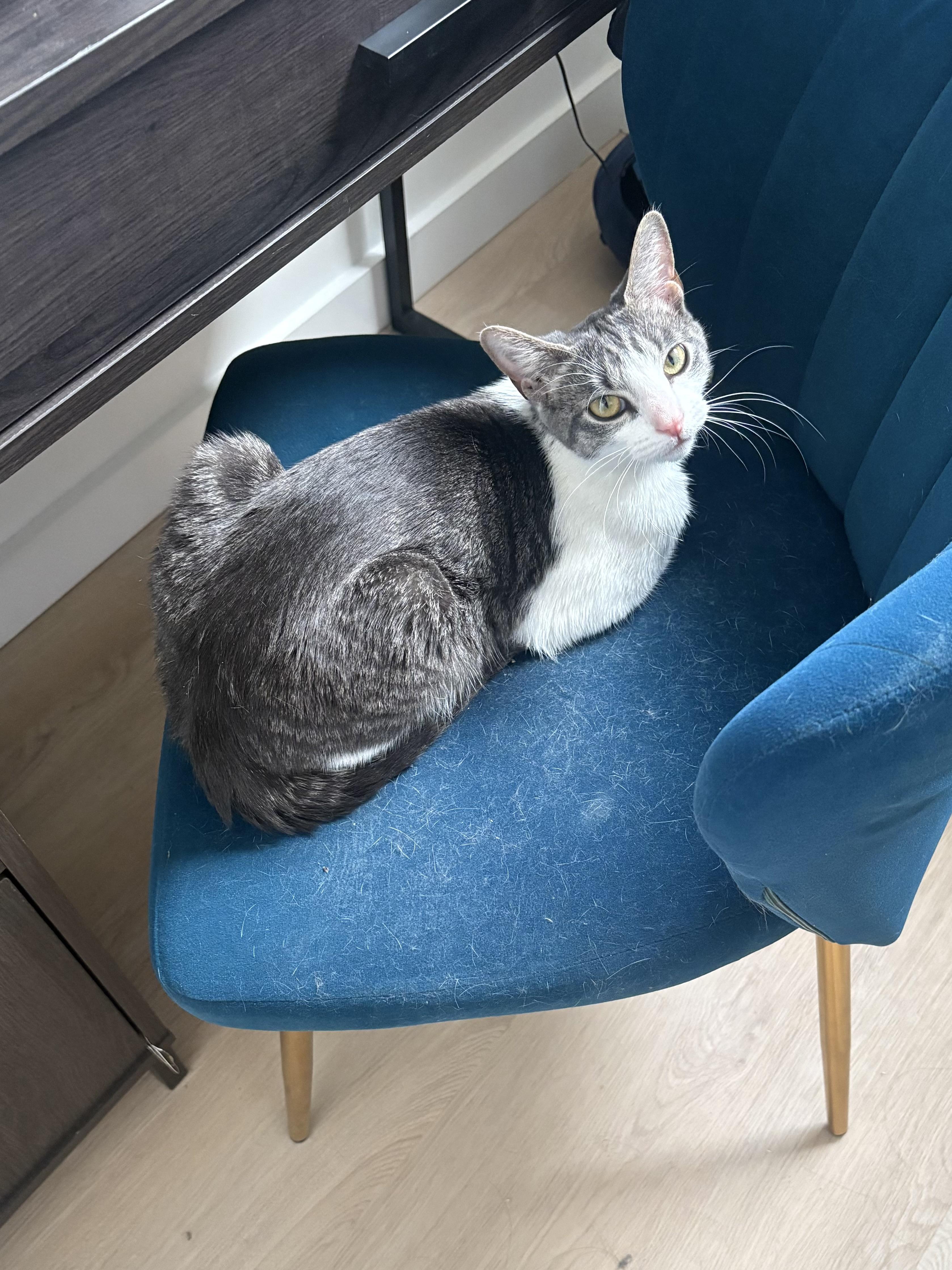 Nori, a ADOPTABLE Domestic Short Hair in Weehawken, NJ image 3/3