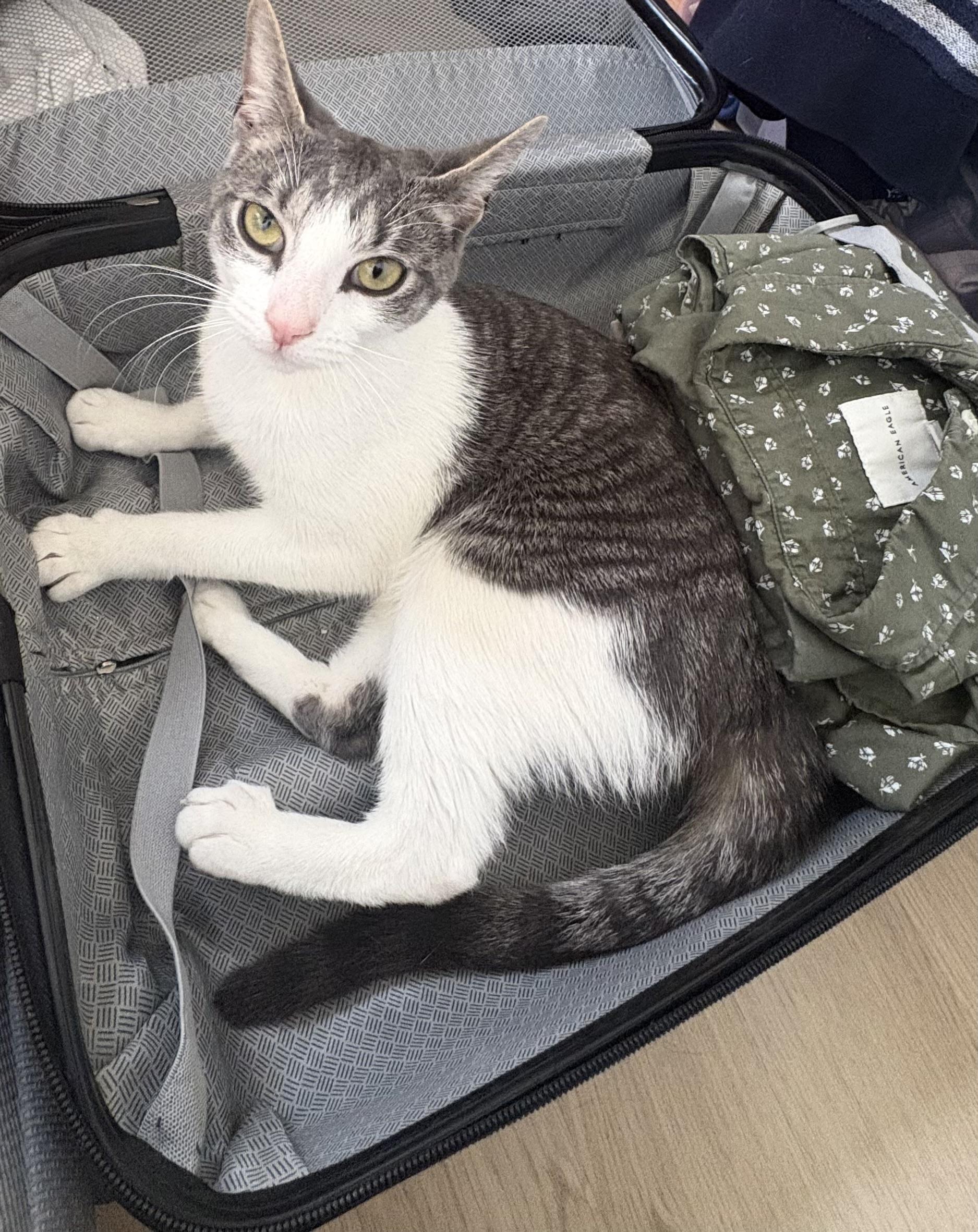 Nori, ADOPTABLE, Young Female Domestic Short Hair.