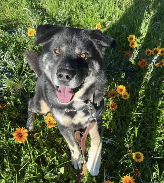 DUCKY, Adoptable, Adult Male German Shepherd Dog & Mixed Breed.