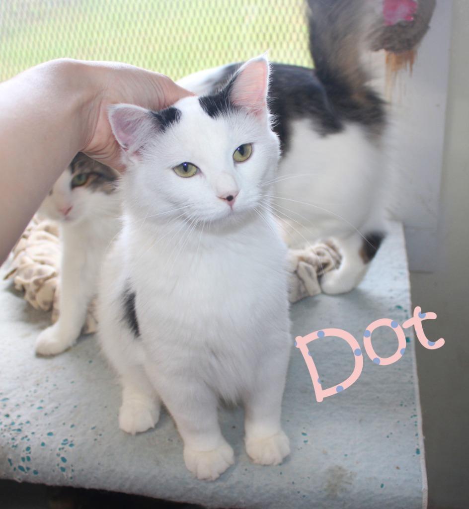 Enlarge Dot, a Adoptable mixed breed in Saint James, MN image 1/5
