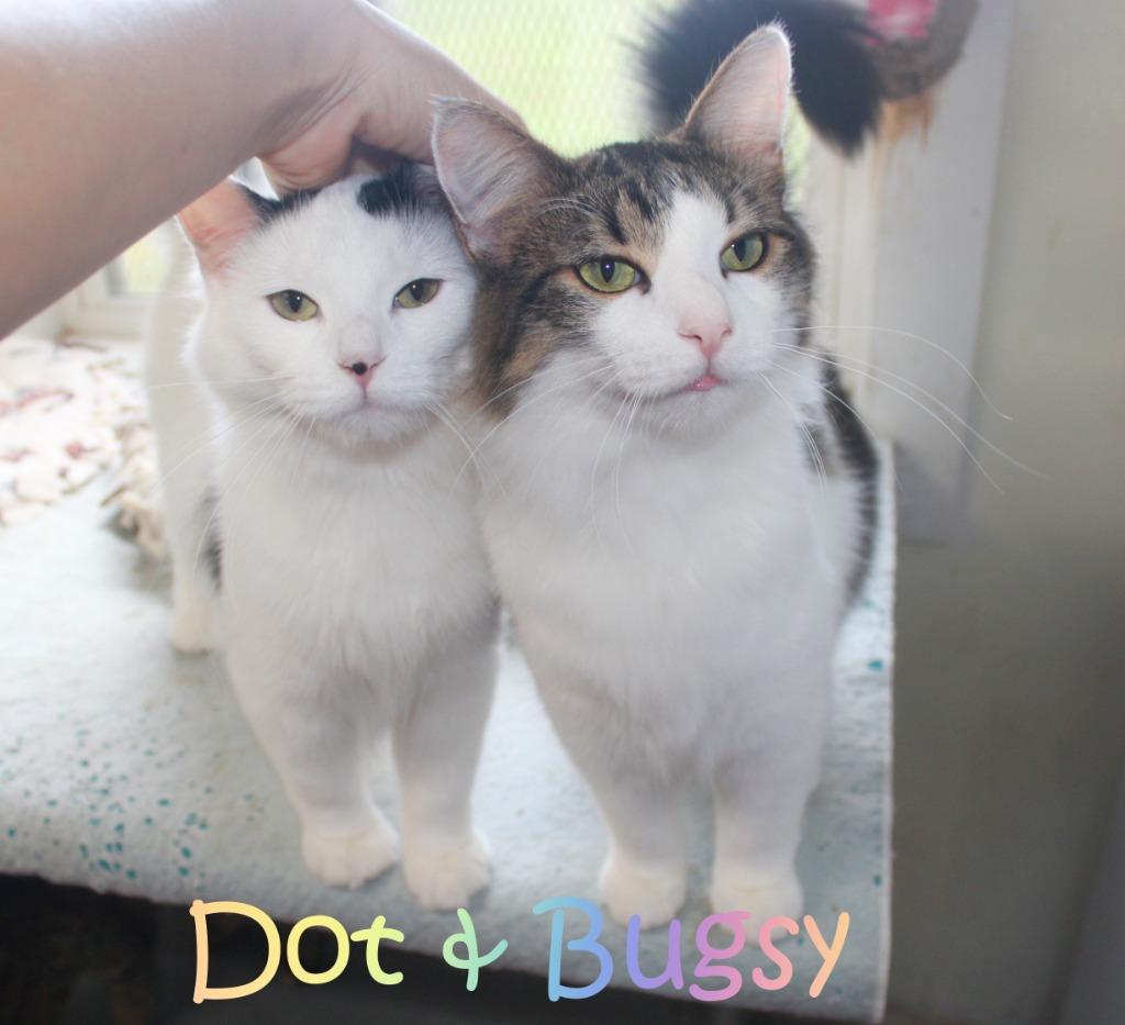 Enlarge Dot, a Adoptable mixed breed in Saint James, MN image 3/5