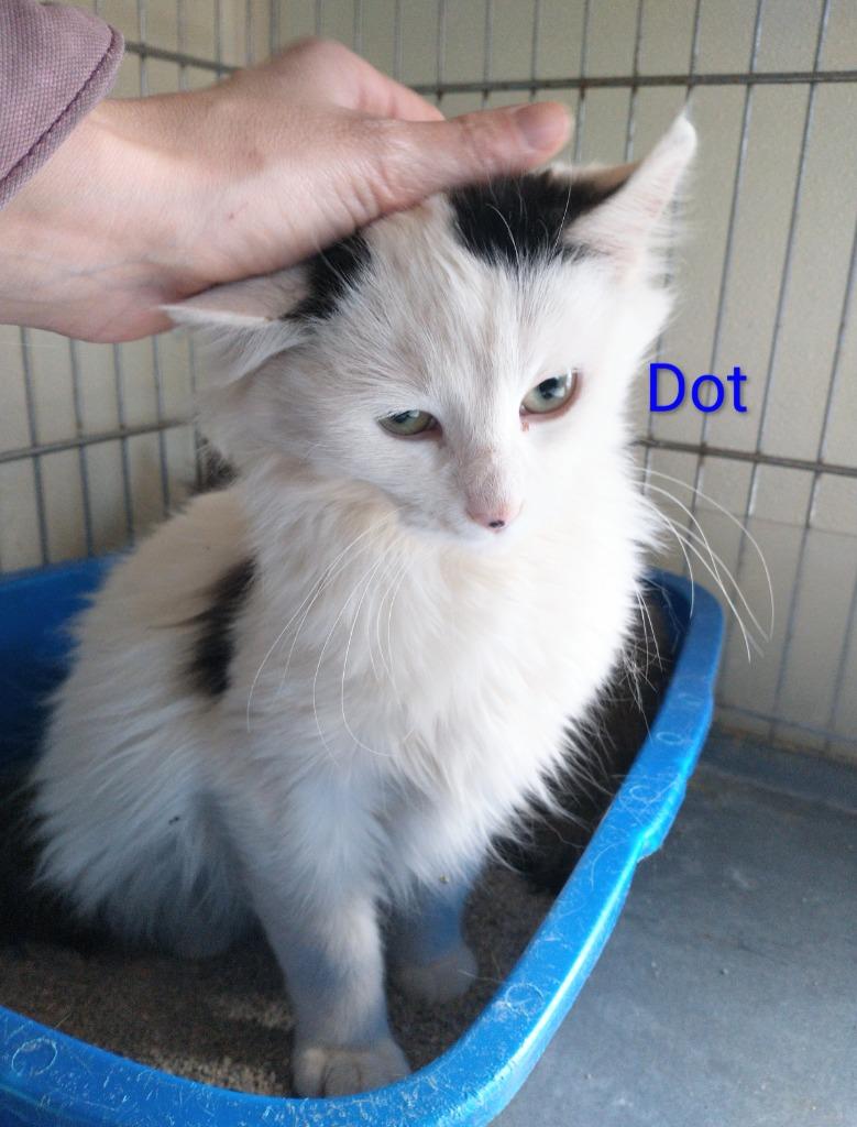 Dot, a Adoptable mixed breed in Saint James, MN image 2/2